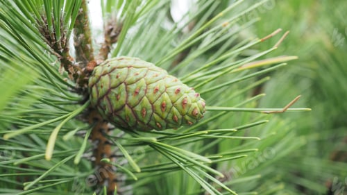 Preview: Green pine nut on a pine tree.Macro shot