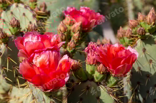 Preview: Red Cactus Flowers Blooming in the Desert Sun