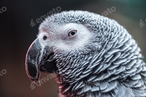 Preview: close up view of vivid grey fluffy parrot looking at camera