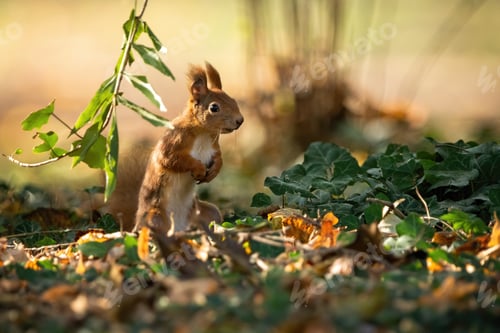 Preview: Attentive red squirrel standing on rear legs in upright position on the ground