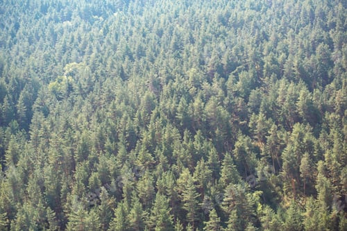 Preview: The pattern from the spruce forest is a natural background from the tops of needles. Wood resources