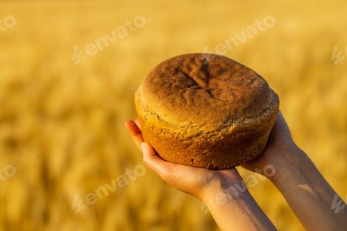 Preview: Yellow agriculture field with ripe wheat and blue sky