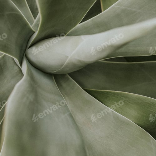 Preview: Dark leaf background jungle aesthetic for instagram post
