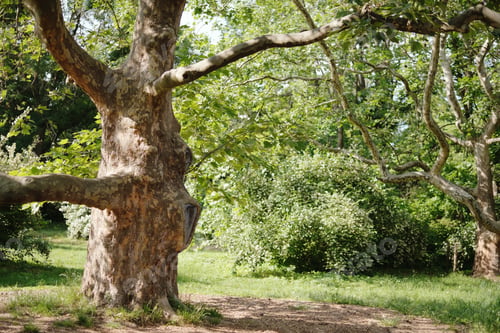 Preview: Trunk of an old large plane tree in the park in summer.