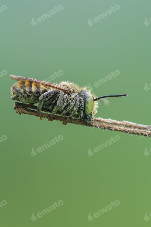 Preview: carpenter bee