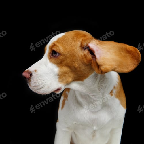 Preview: beautiful beagle dog