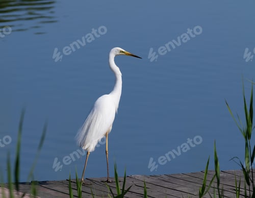 Preview: Great egret, Ardea alba. A bird stands on a wooden bridge on the riverbank
