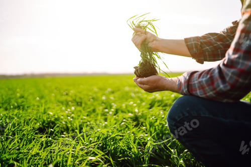 Preview: Young Green wheat seedlings in the hands of a farmer. Checking wheat field progress.
