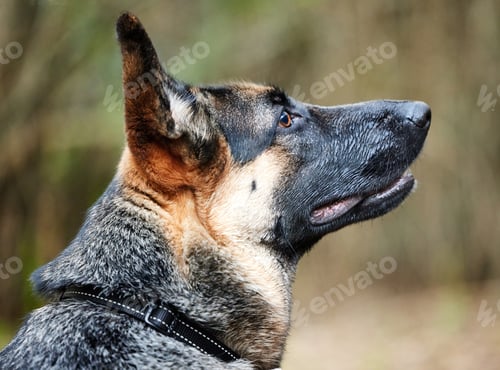 Preview: Shot of an adorable german shepherd sitting in a forest