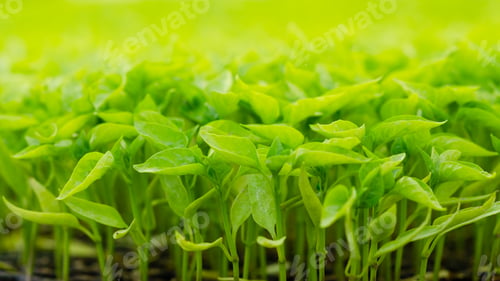 Preview: Seedlings at a plant nursery.