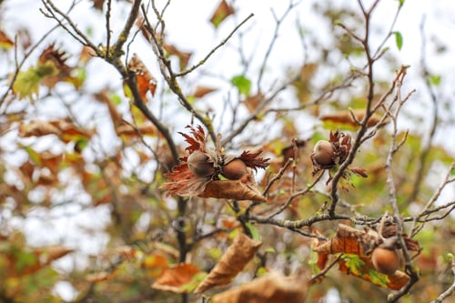 Preview: Autumn fruits hanging on a tree branch in the garden.
