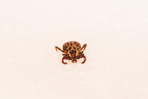 Preview: Dermacentor Reticulatus On White Paper Background. Also Known As The Ornate Cow Tick, Ornate Dog
