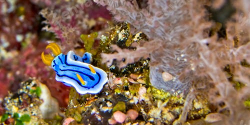 Preview: Sea Slug, Bunaken National Marine Park, Indonesia