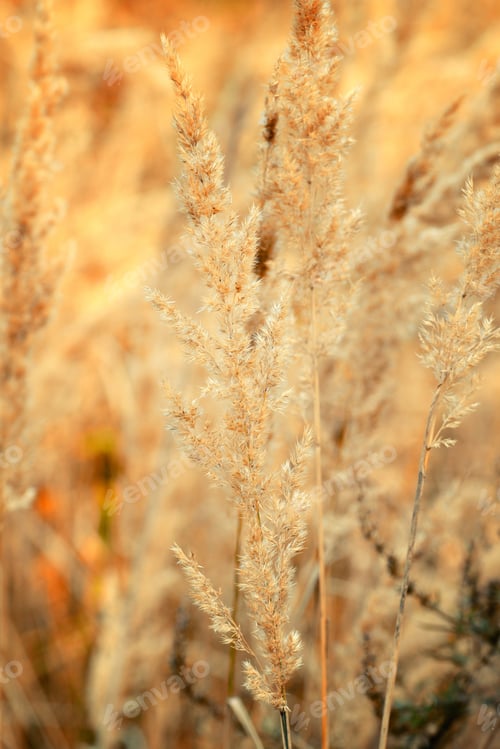 Preview: Ornamental Grass in the Fall. Autumn background.