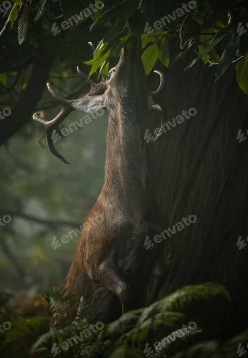 Preview: Majestic red stag with large antlers stands up to reach green leaves