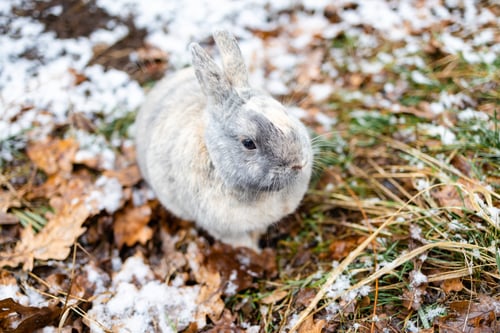 Preview: small brown bunny on the snow in winter forest.
