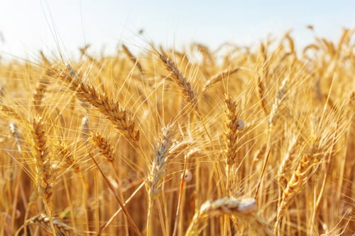 Preview: golden wheat field and sunny day
