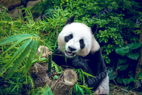 Preview: Giant panda