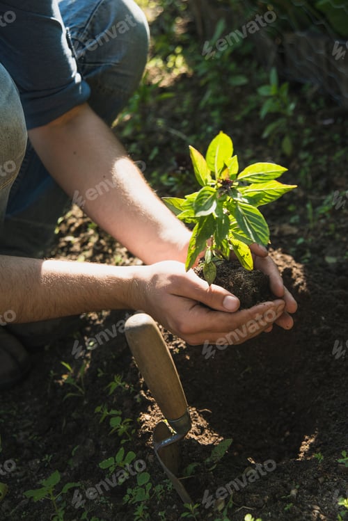 Preview: Gardener putting plant into ground