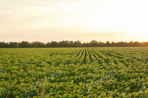 Preview: Green sunflower field at sunset, space for text. Agriculture