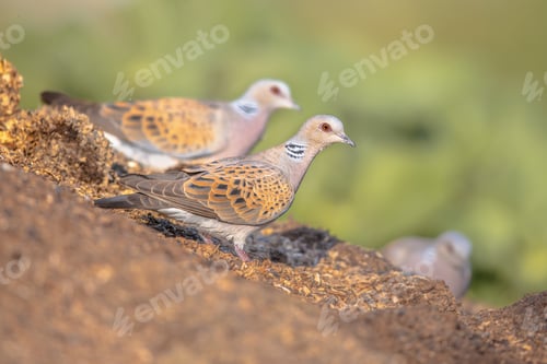 Preview: Two Turtle dove perched on ground alert