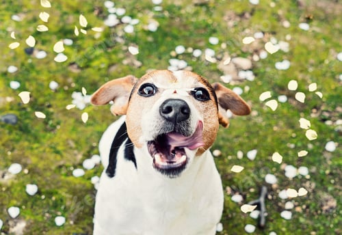 Preview: Playful jack russell terrier dog catches mouth cherry petals. Spring is coming concept