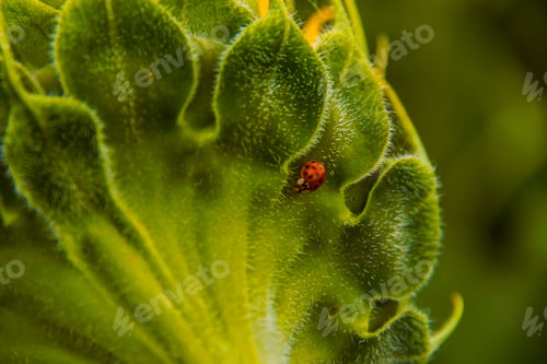 Preview: Red ladybug perched atop a blooming sunflower