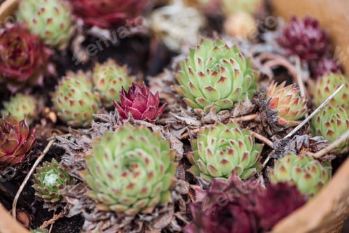 Preview: close up view of colorful succulents in ceramic flowerpot