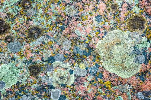 Preview: Multi-colored fungus texture on the stones