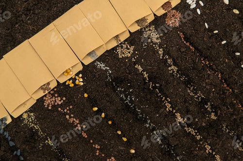 Preview: Sow different seeds in the garden. Selective focus.
