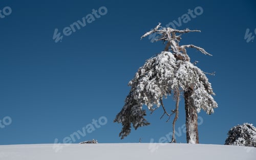 Preview: Winter landscape in snowy mountains. frozen snowy lonely fir trees against blue sky