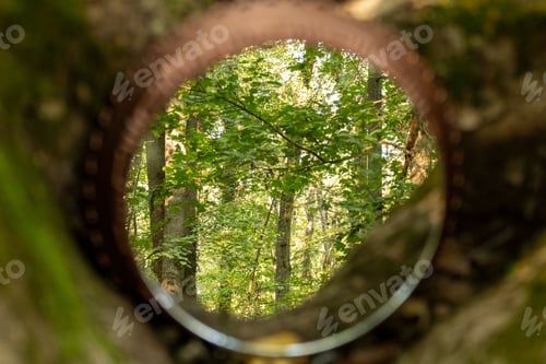 Preview: Forest view through a circular frame