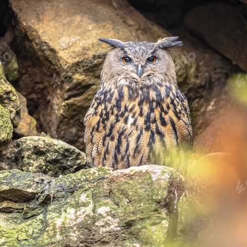 Preview: Eurasian eagle-owl looking at camera