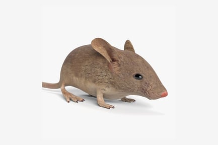 Preview: Detailed Brown House Mouse