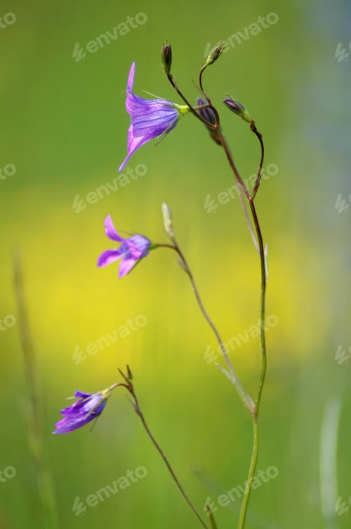 Preview: Purple Flowers in the Meadow