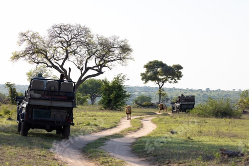 Preview: A male lion, Panthera leo, walking past a safari vehicle.