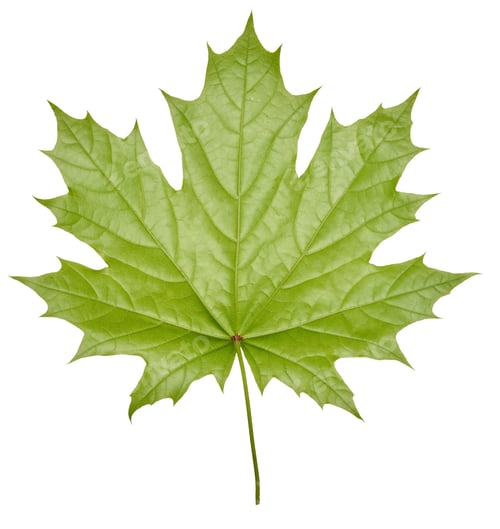 Preview: Green Norway maple leaf on isolated background