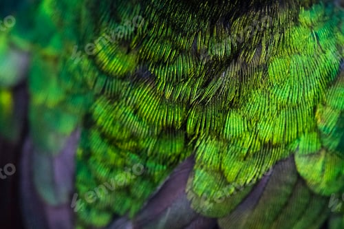 Preview: Fiery-throated Hummingbird (Panterpe insignis), San Gerardo de Dota, San Jose Province, Costa Rica