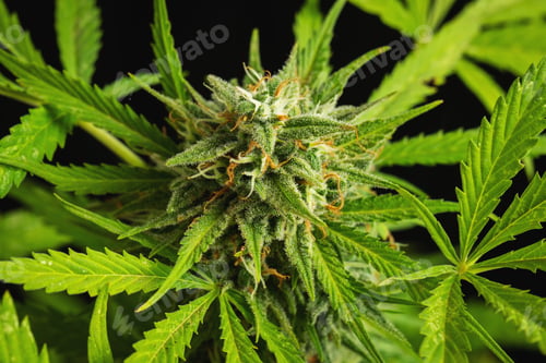 Preview: Cannabis buds close-up on a dark background. A mature marijuana bush