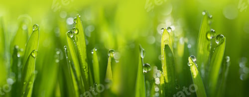 Preview: Wet spring green grass backround with dew lawn natural.