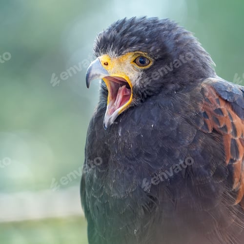 Preview: Closeup shot of a black hawk hook beak wide with blurred green on the background