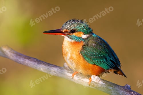 Preview: Common kingfisher, Alcedo atthis. A female bird sits on a branch against a beautiful background