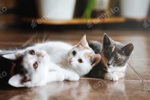 Preview: Small kitties