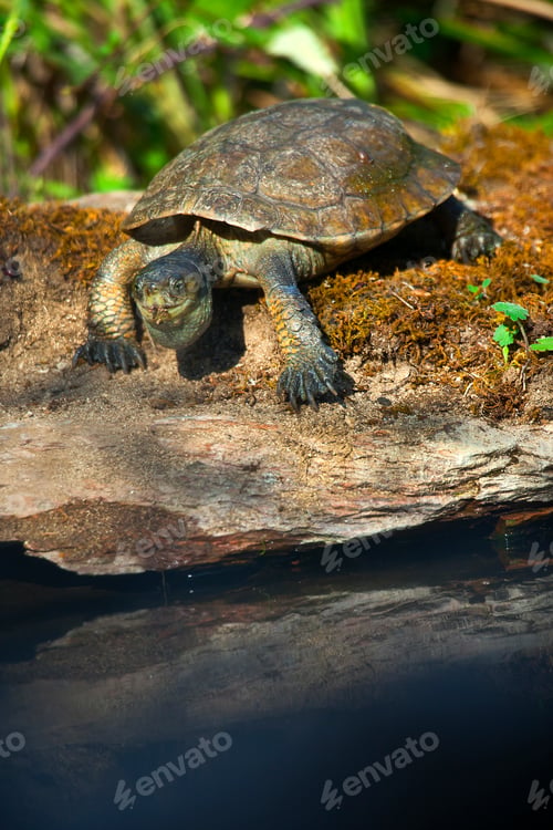 Preview: Mediterranean Pond Turtle, Monfragüe National Park, Spain