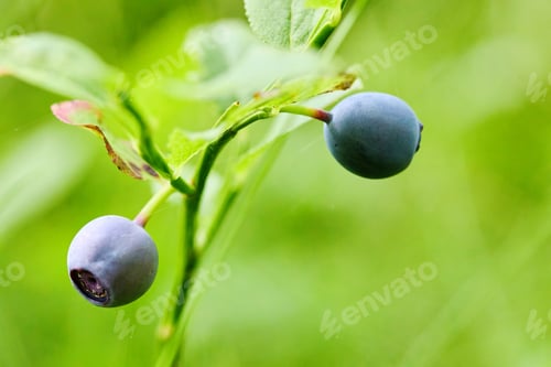 Preview: Close-up of two blueberries hanging from a branch with green leaves