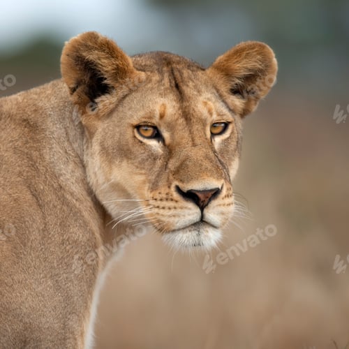 Preview: Close-up of Lioness in Serengeti, Tanzania, Africa