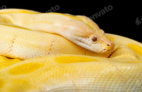 Preview: A yellow snake in tropical forest, natural outdoor. Reptile animal series.