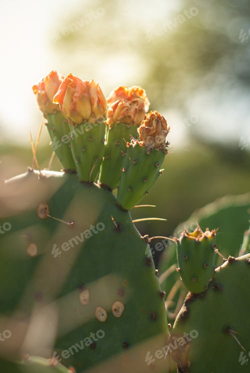 Preview: Prickly Pear Cactus with Orange Blossoms in Sunlight