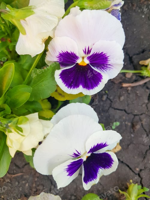 Preview: Garden pansies with purple and white petals. Viola tricolor pansies on a flower bed