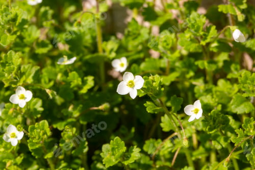 Preview: Veronica cymbalaria is a plant species belonging to the Veronica genus.